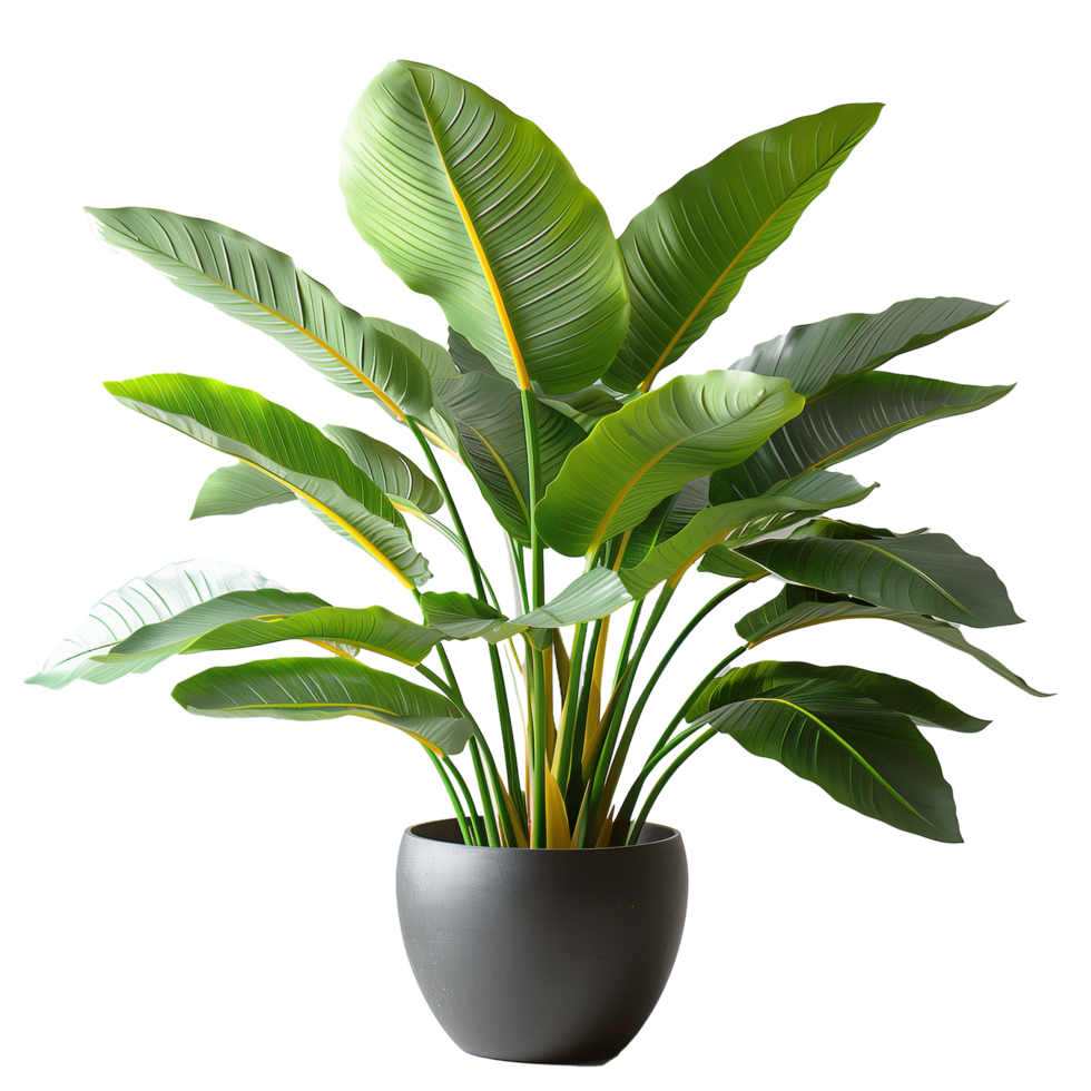 Decorative plant arrangement